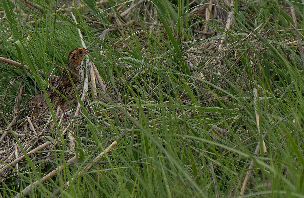 Saltmarsh Sparrow - Henry Witsken