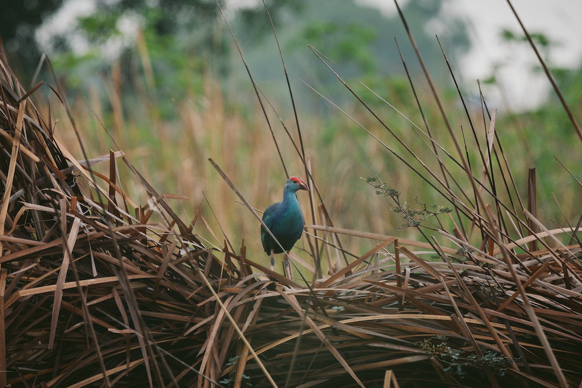 Gray-headed Swamphen - ML620732214