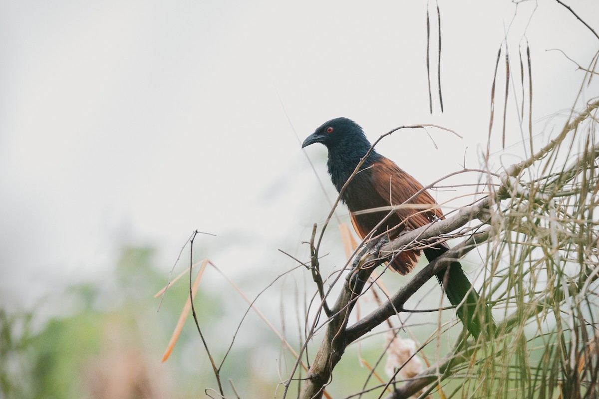 Greater Coucal - ML620732218