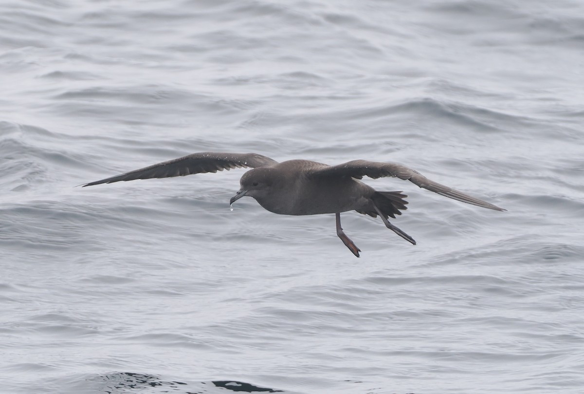 Puffin à bec grêle - ML620732220