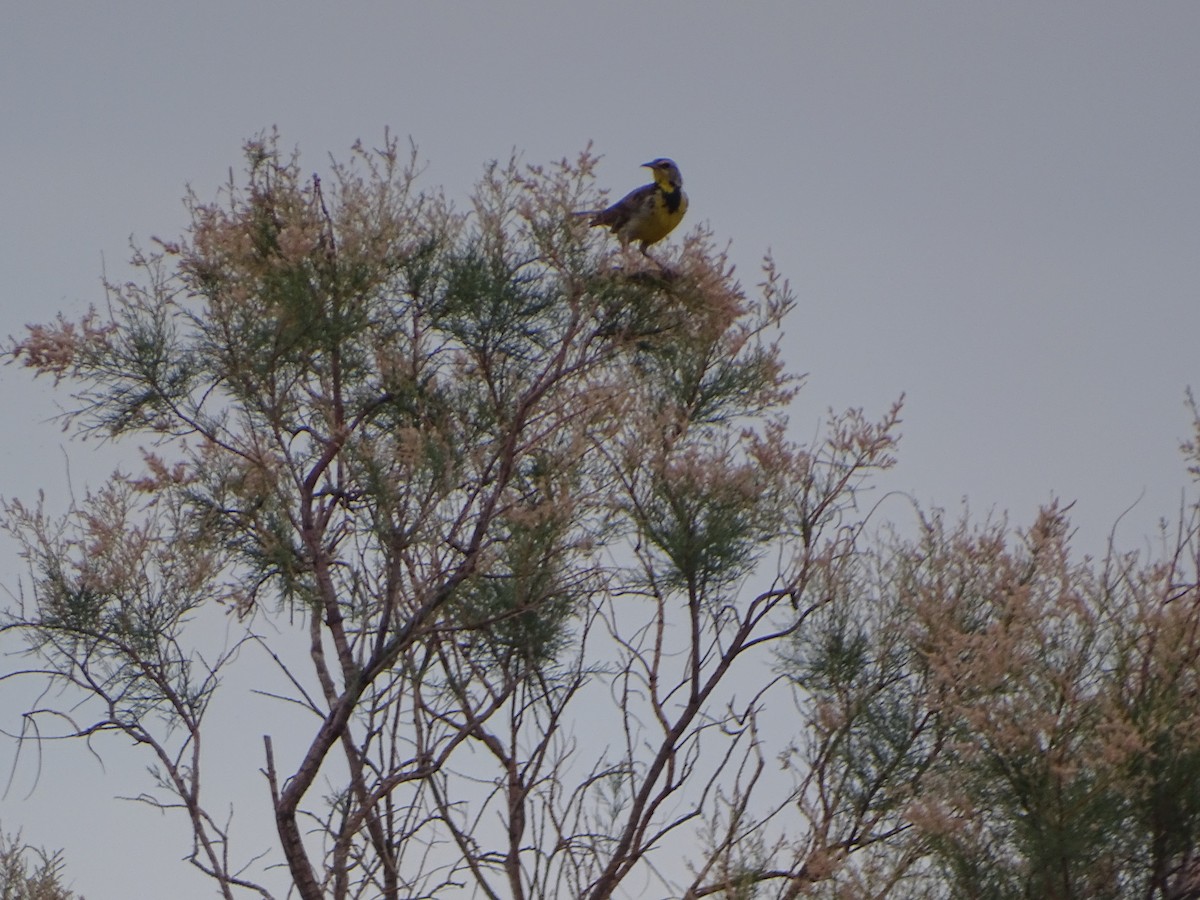 Western Meadowlark - Robert Solomon