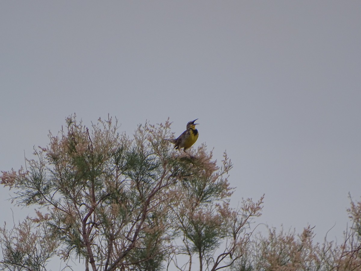 Western Meadowlark - ML620732232