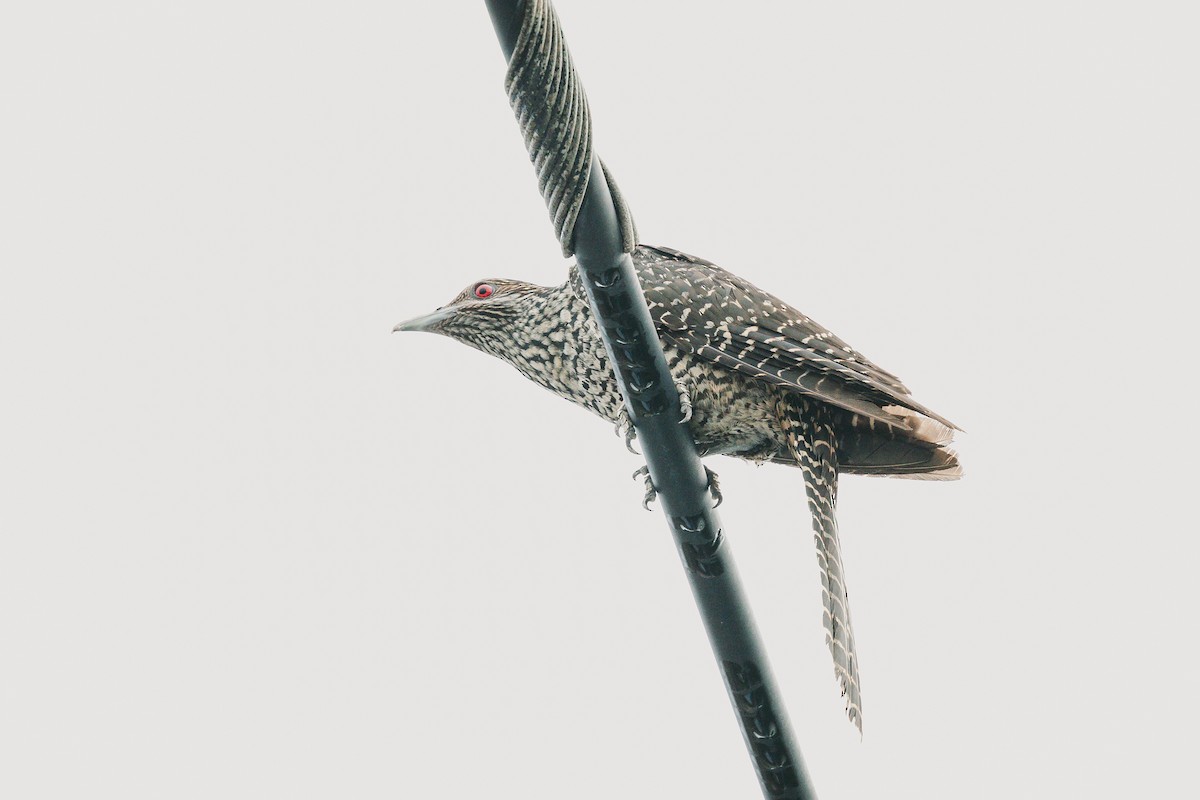 Plaintive Cuckoo - ML620732235