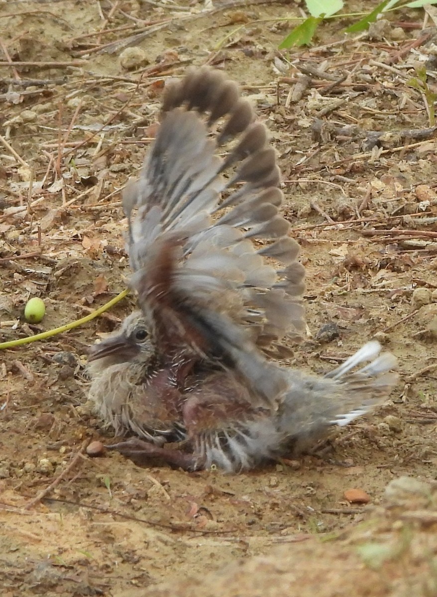 Eurasian Collared-Dove - ML620732239