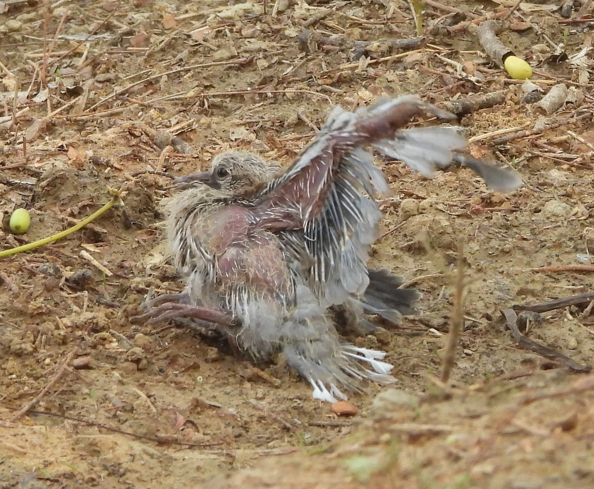 Eurasian Collared-Dove - ML620732240