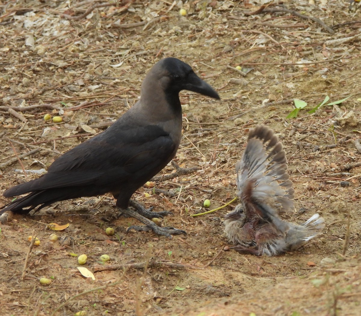 Eurasian Collared-Dove - ML620732241