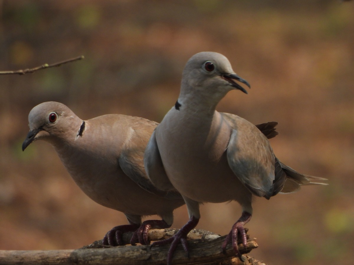 Eurasian Collared-Dove - ML620732243