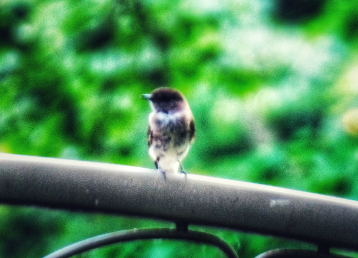 Eastern Phoebe - ML620732247