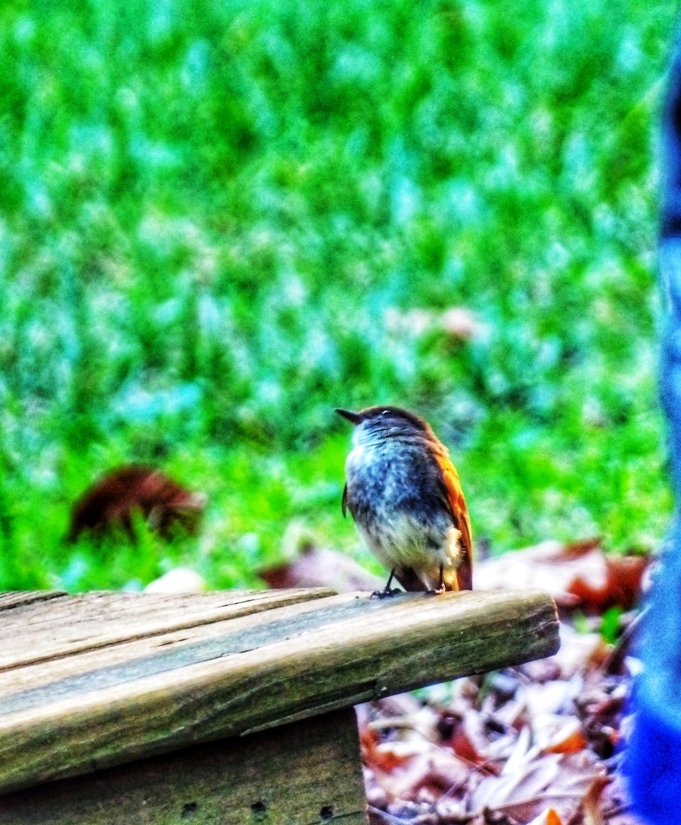 Eastern Phoebe - ML620732248