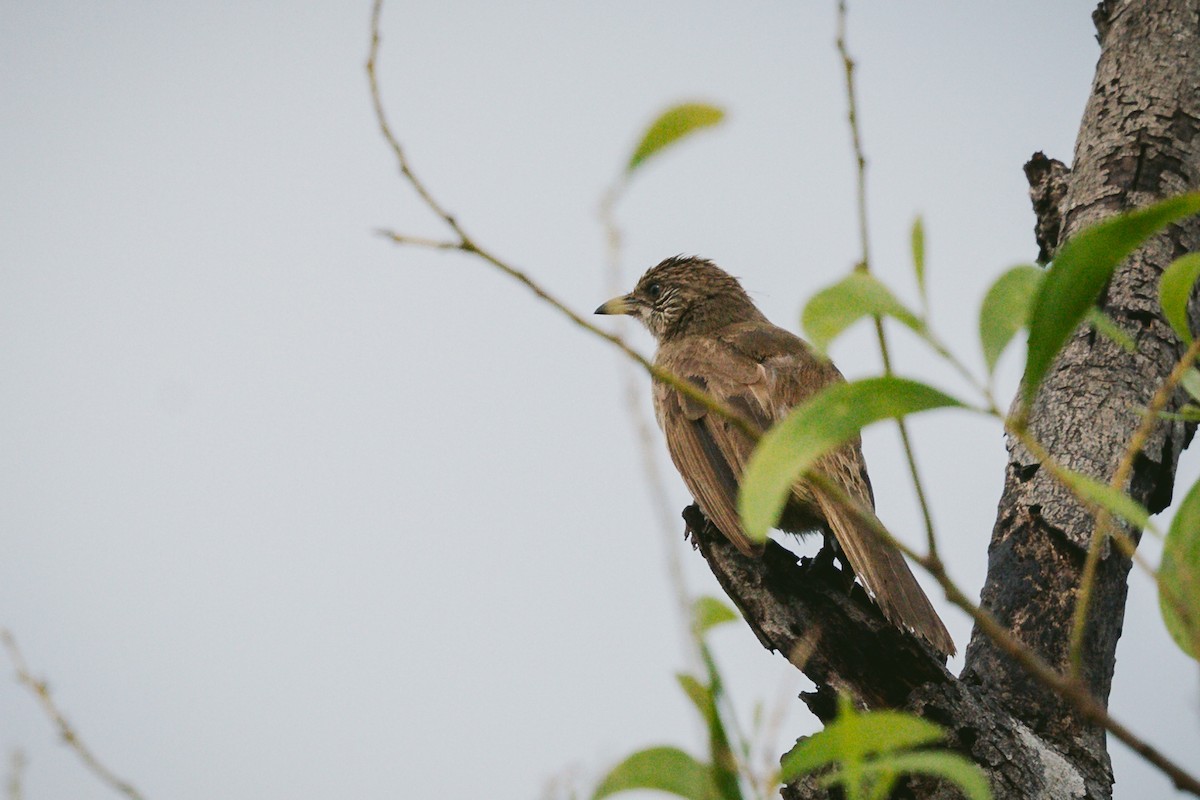 Streak-eared Bulbul - ML620732250