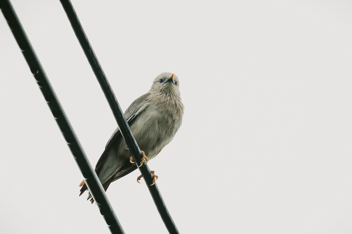 Chestnut-tailed Starling - ML620732253