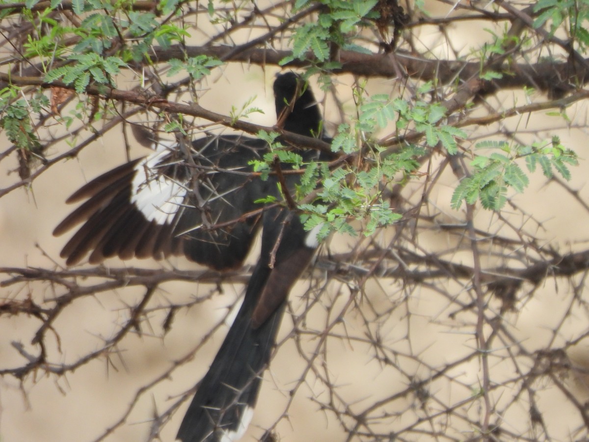 Pied Cuckoo - Prof Chandan Singh Dalawat