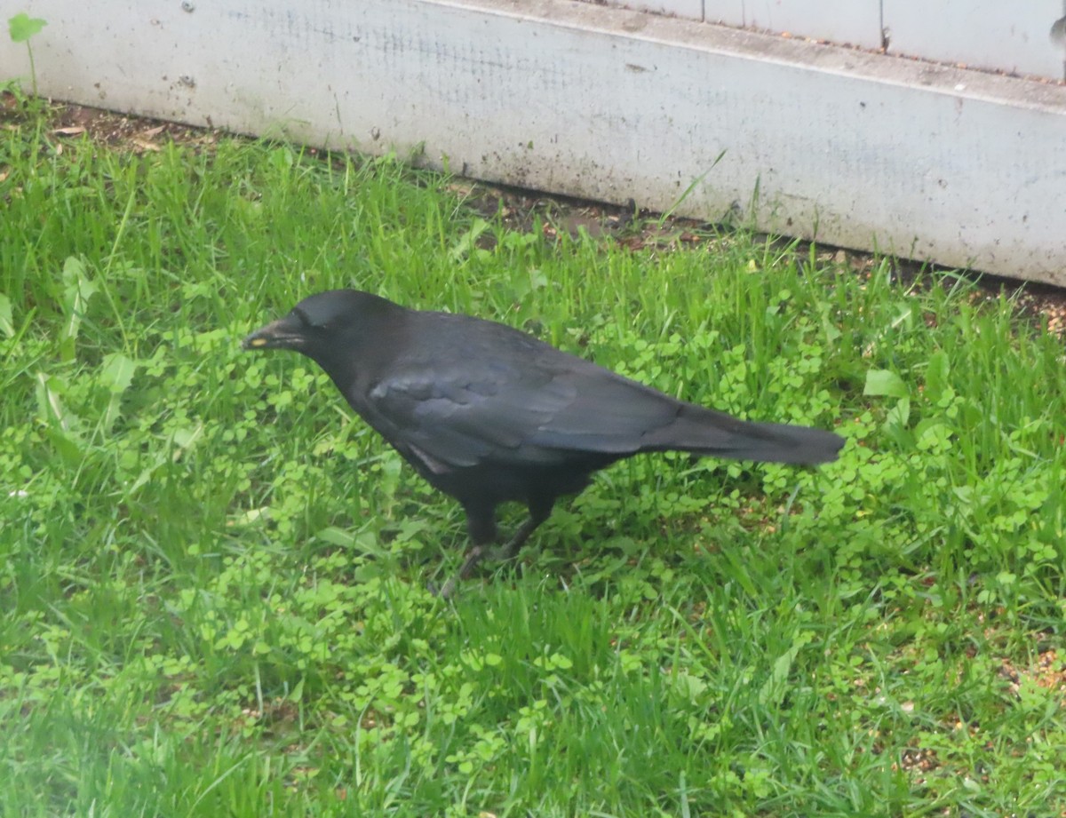 American Crow - ML620732260