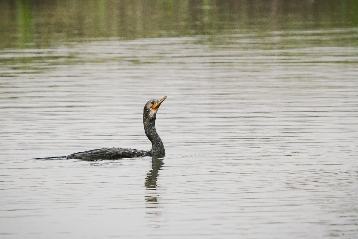 Cormorán Indio - ML620732262