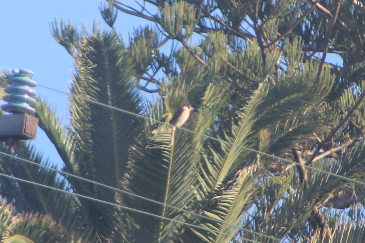 Gray Butcherbird - ML620732264