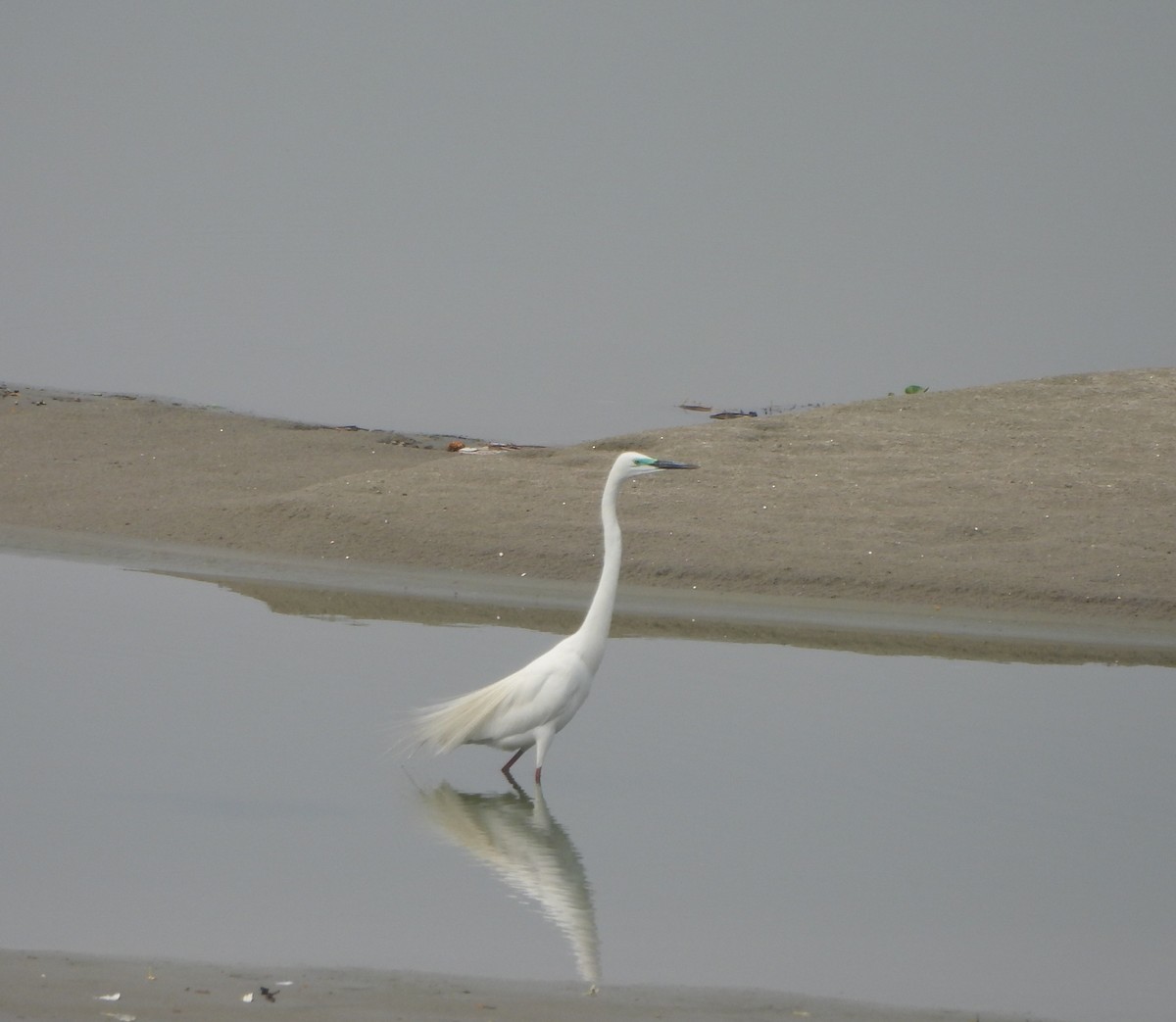 Great Egret - Prof Chandan Singh Dalawat