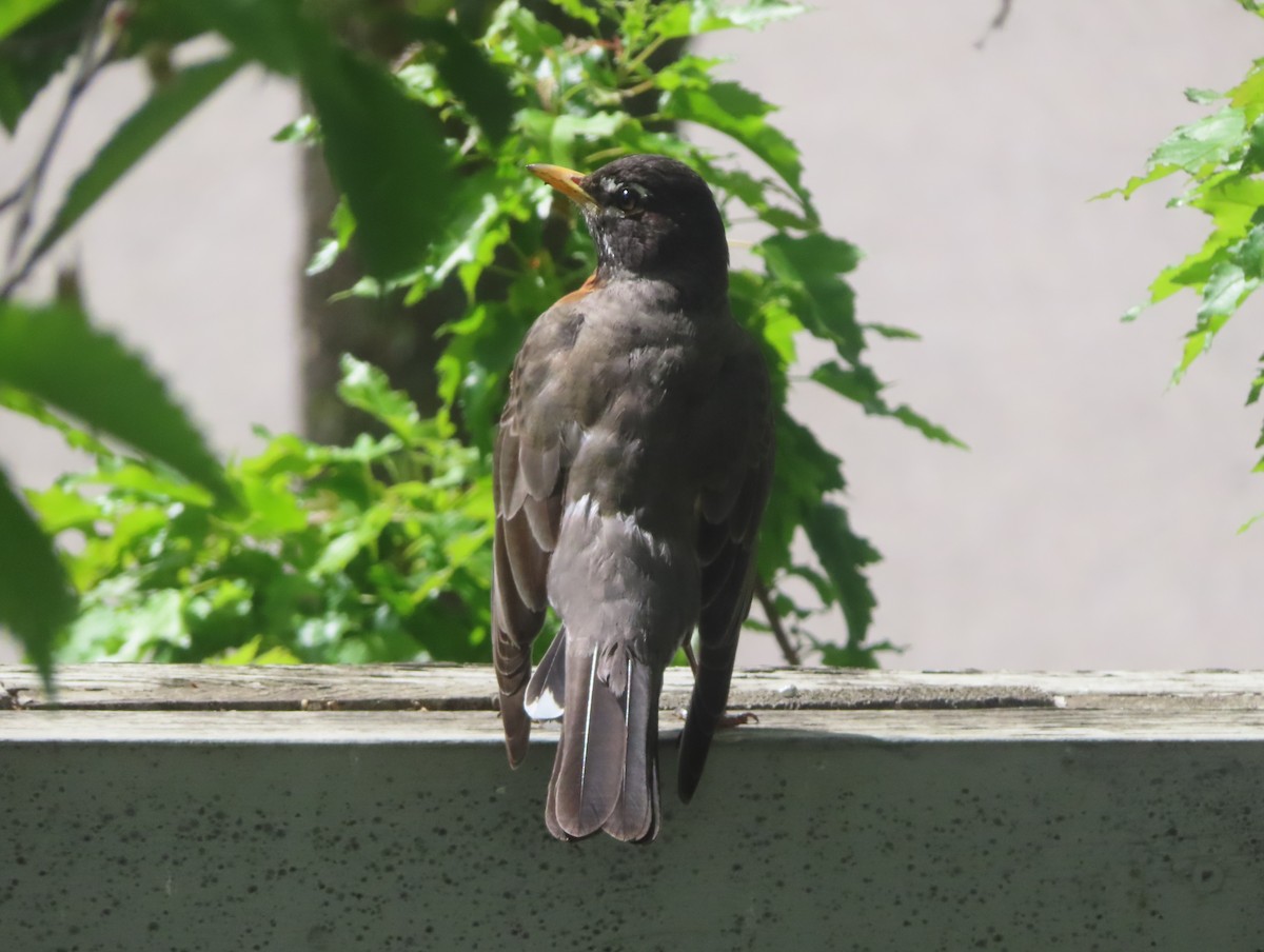 American Robin - ML620732266