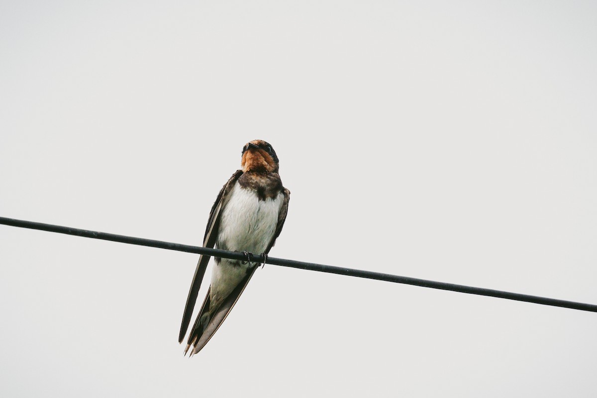 Barn Swallow - Andrew Real
