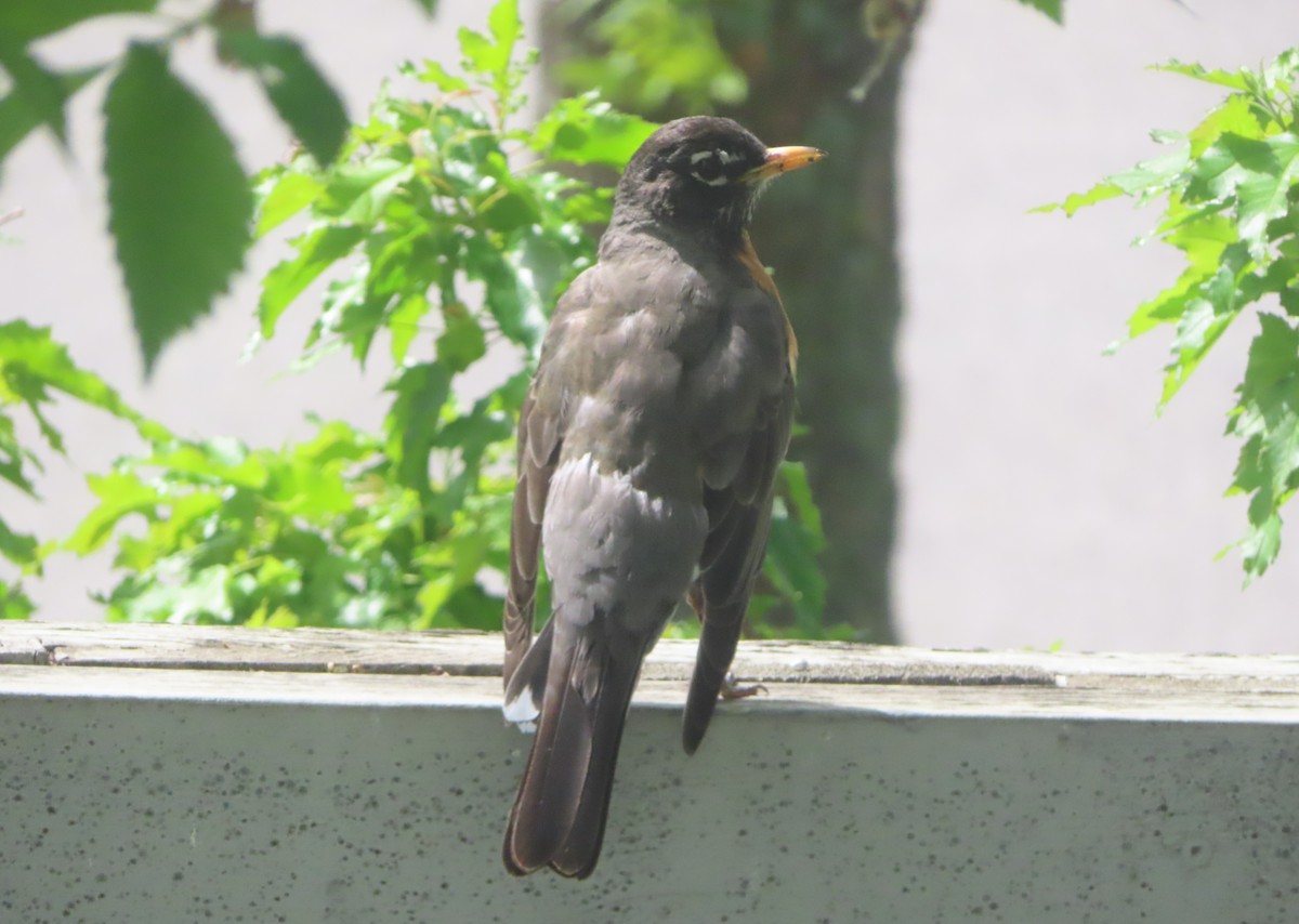 American Robin - ML620732270