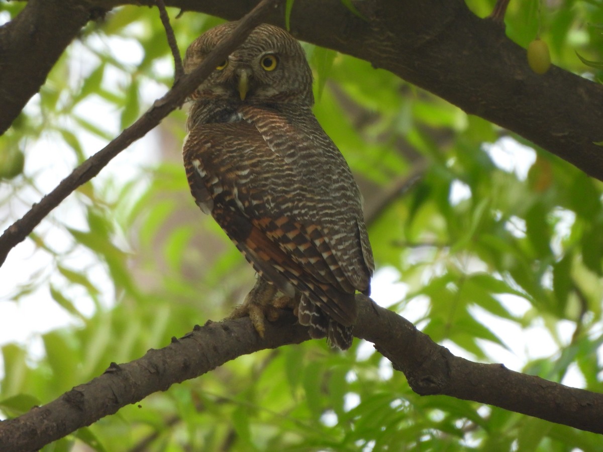 Jungle Owlet - ML620732271