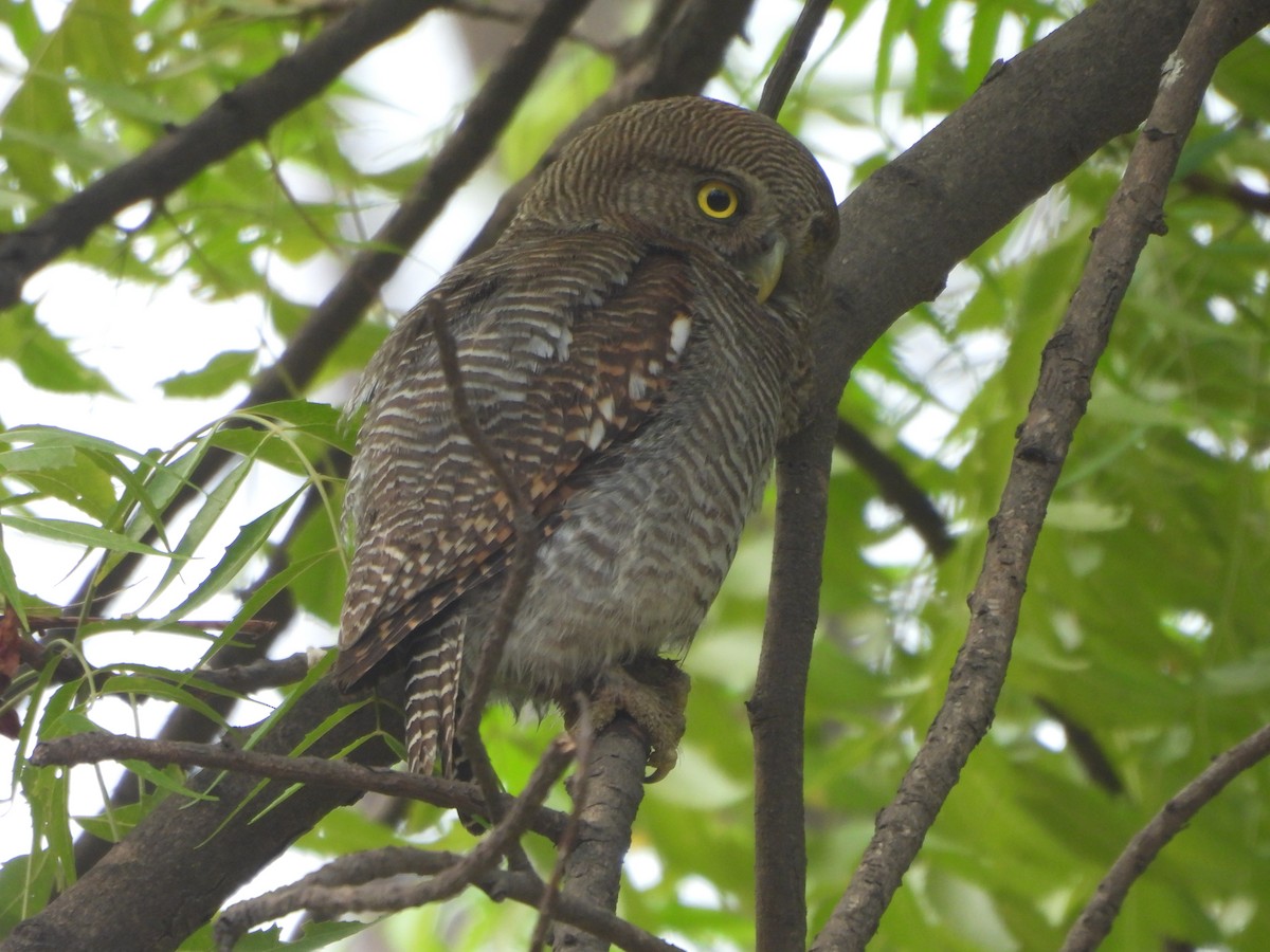 Jungle Owlet - ML620732272