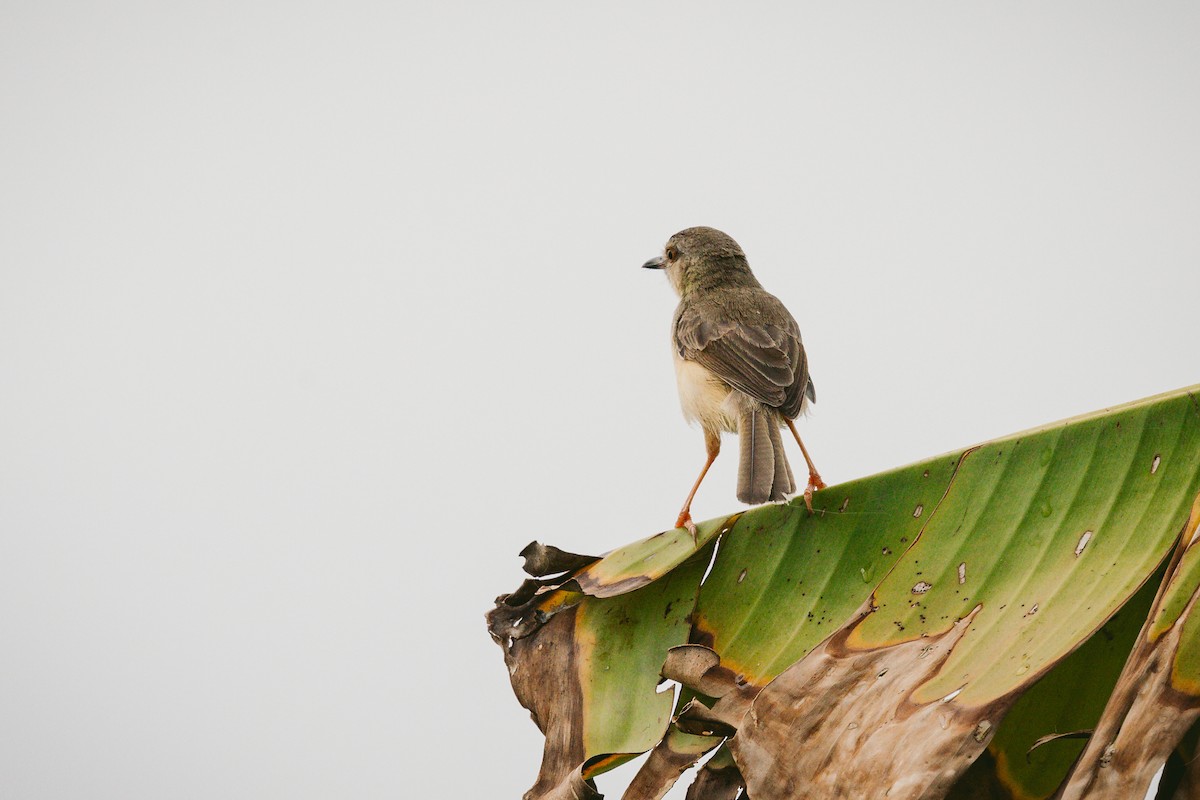 Plain Prinia - ML620732275