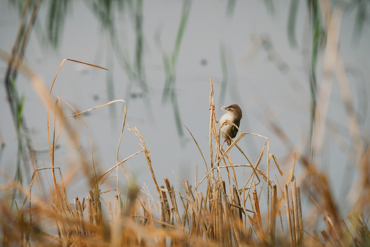 Plain Prinia - ML620732276