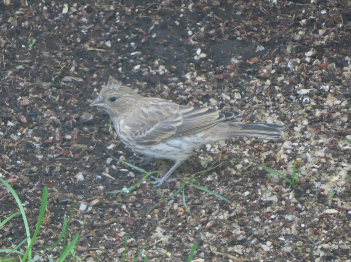 House Finch - ML620732277