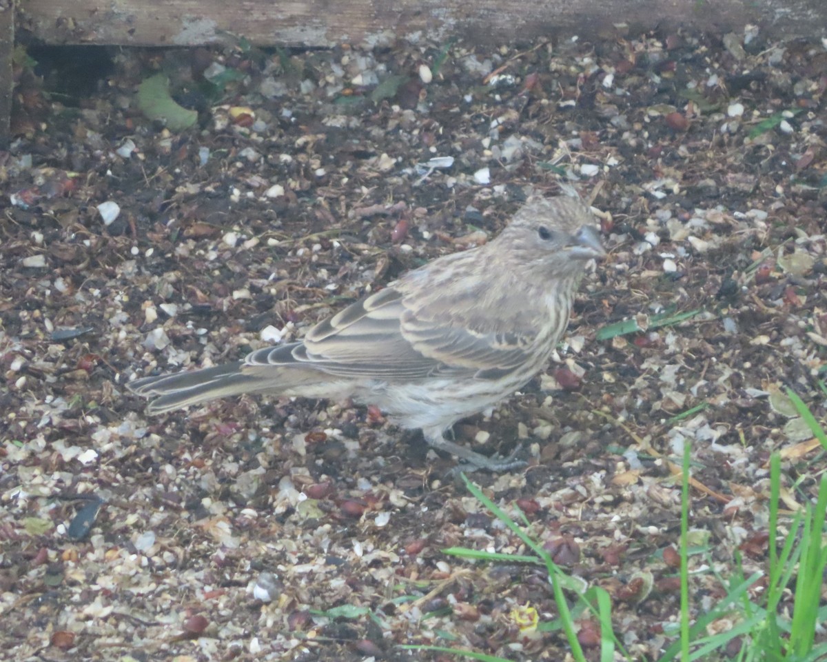 House Finch - ML620732285