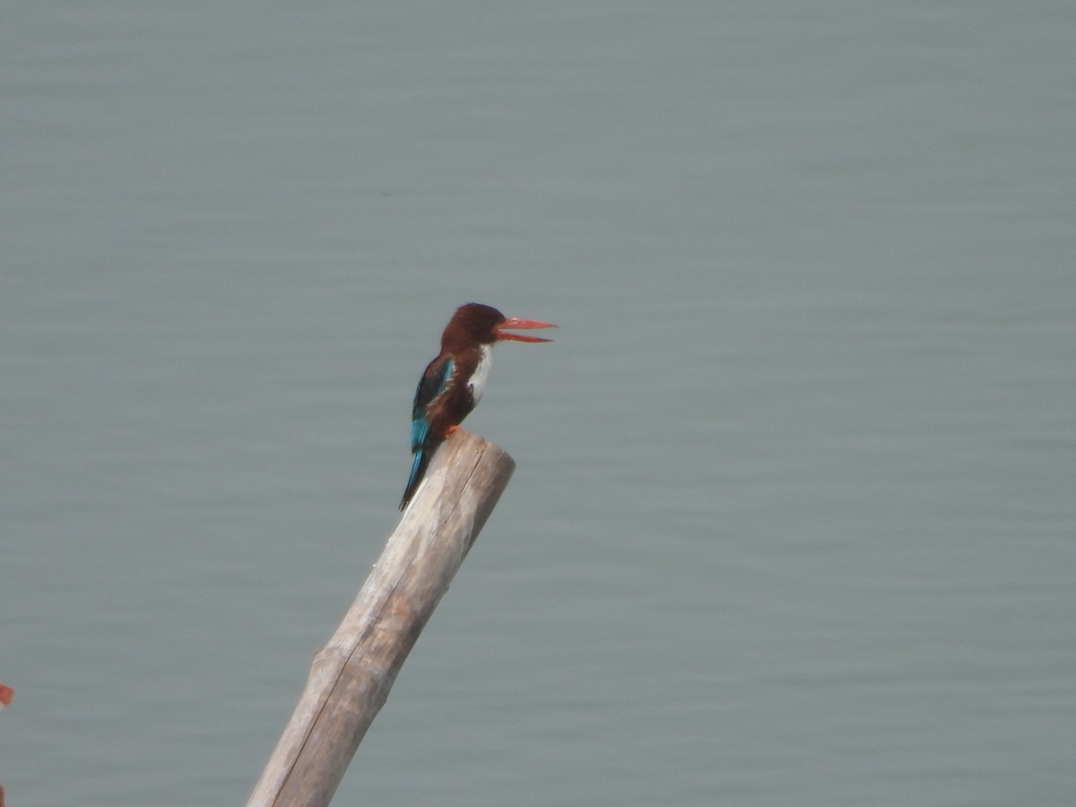 White-throated Kingfisher - ML620732286