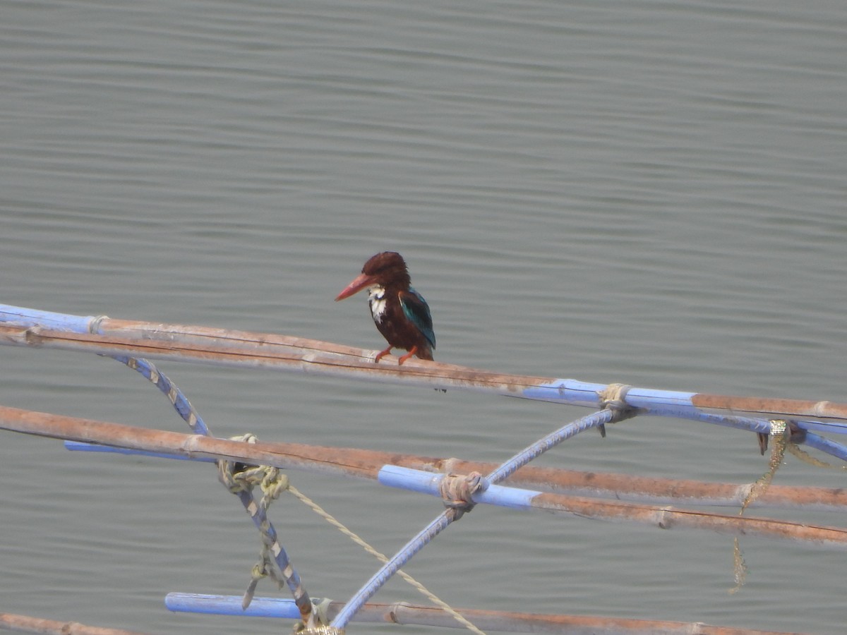 White-throated Kingfisher - ML620732287