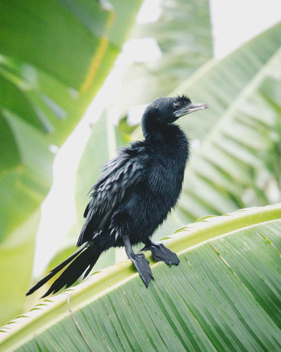 Little Cormorant - ML620732288