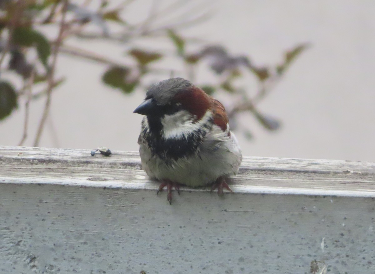 House Sparrow - ML620732293