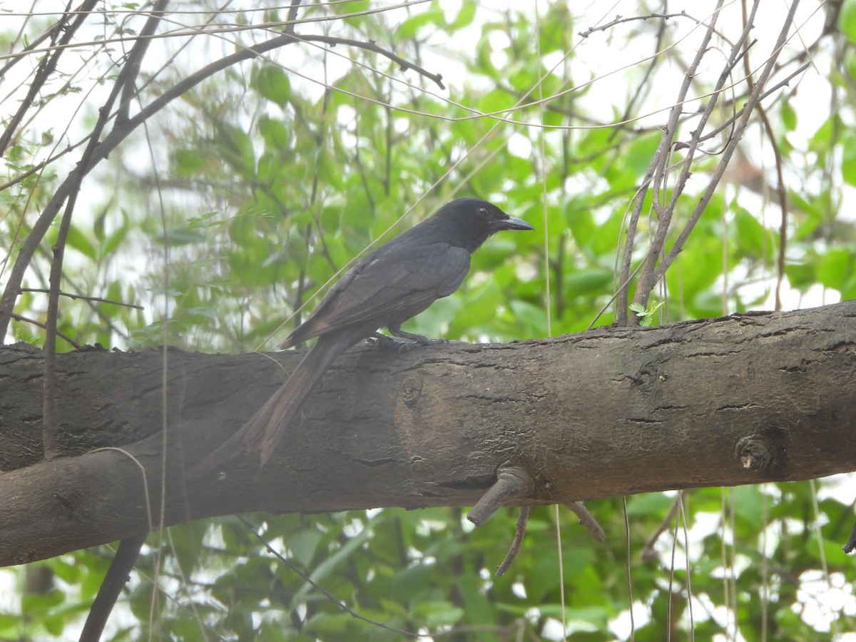 Black Drongo - Prof Chandan Singh Dalawat