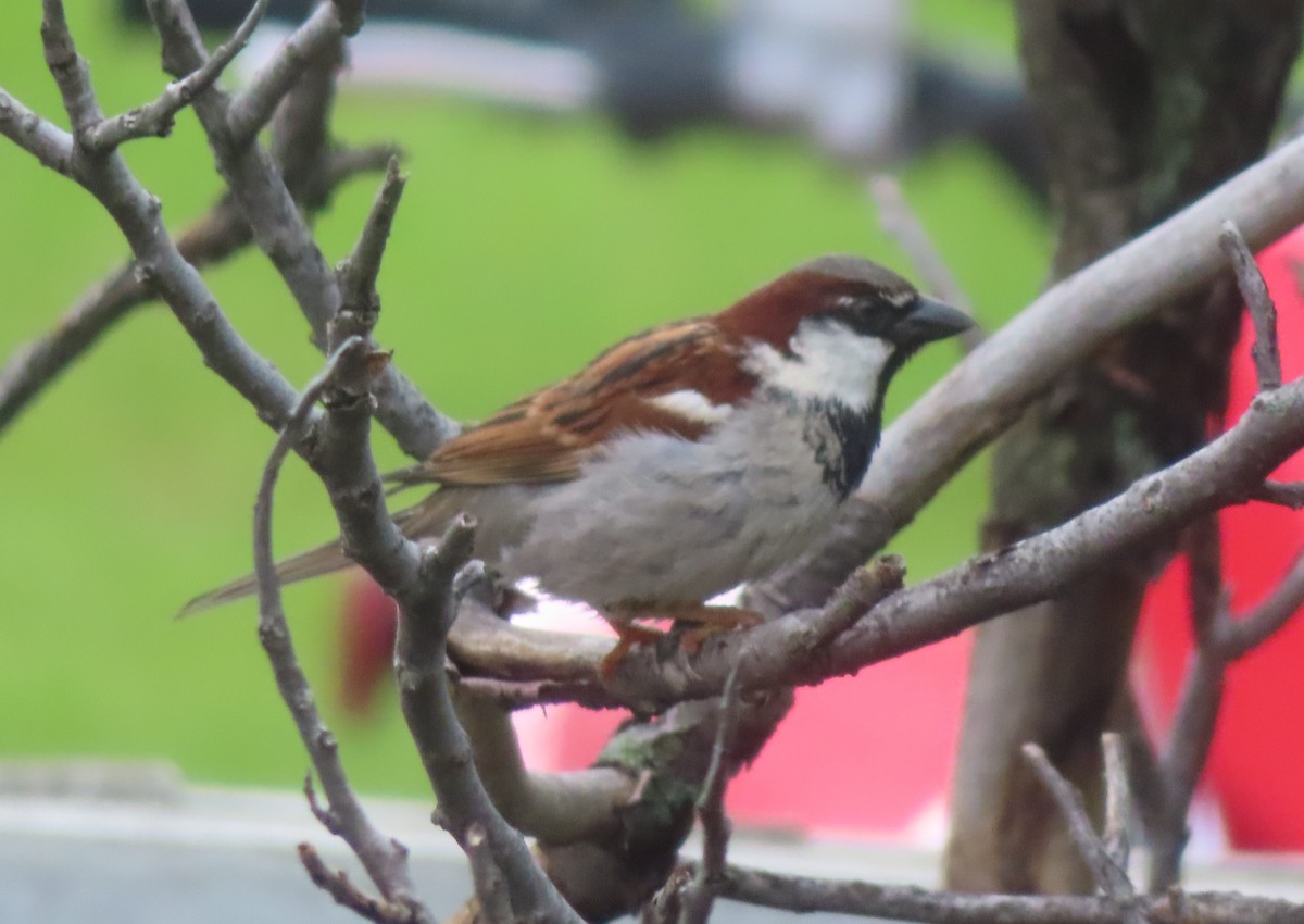 House Sparrow - ML620732295