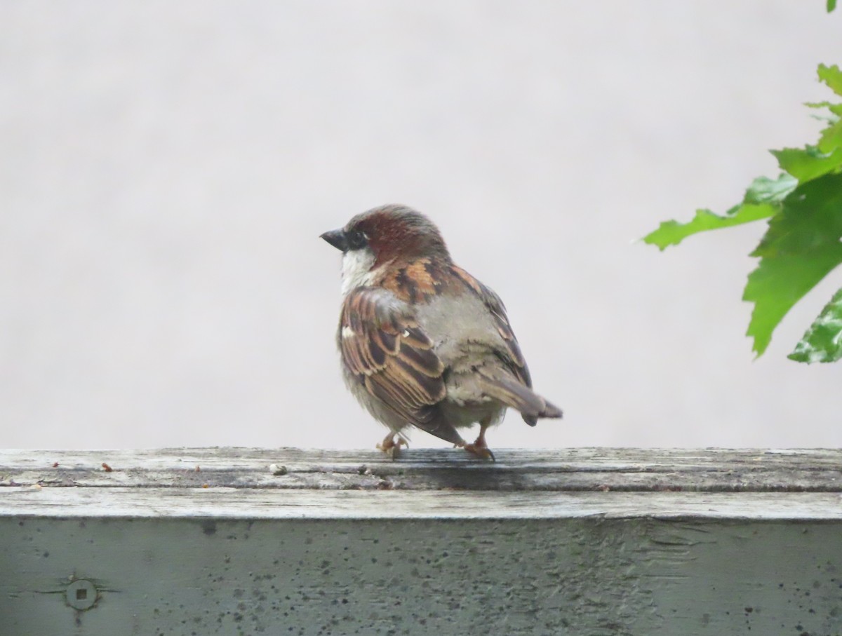 House Sparrow - ML620732298