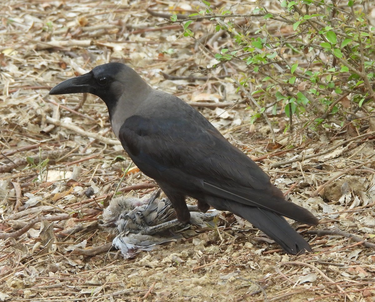 House Crow - ML620732299