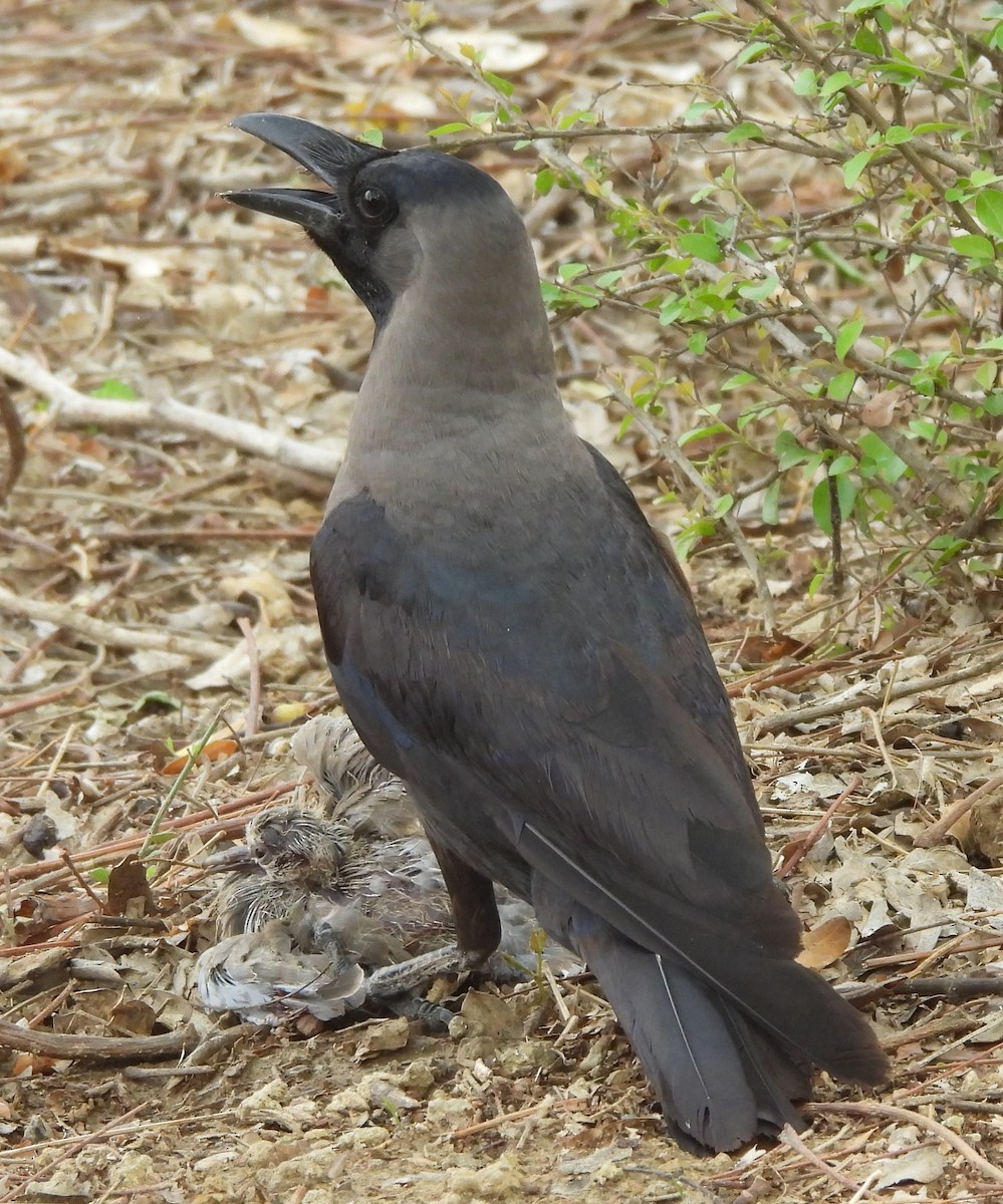 House Crow - ML620732300