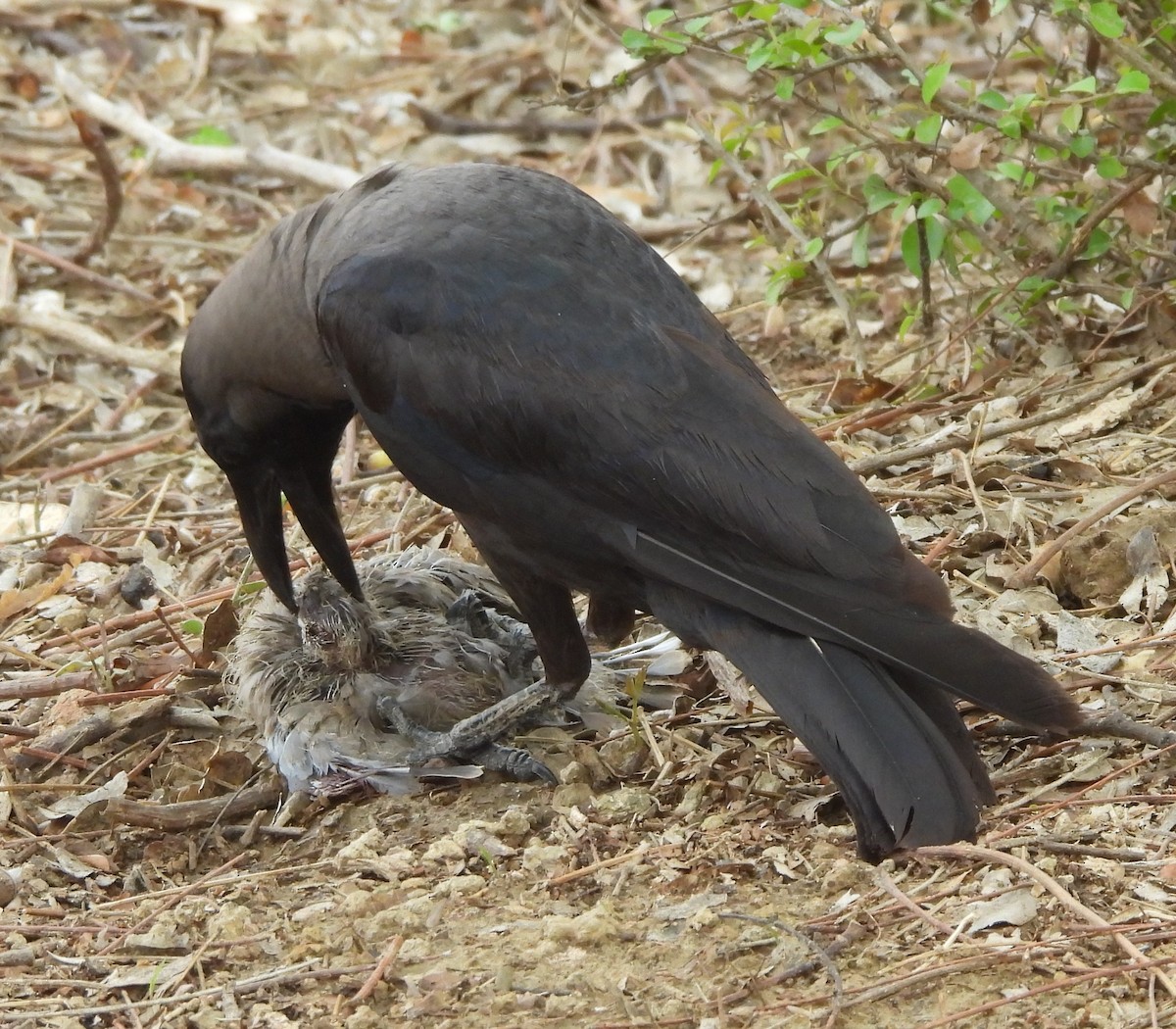 Corbeau familier - ML620732302