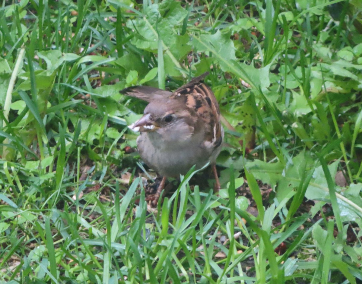 House Sparrow - ML620732303