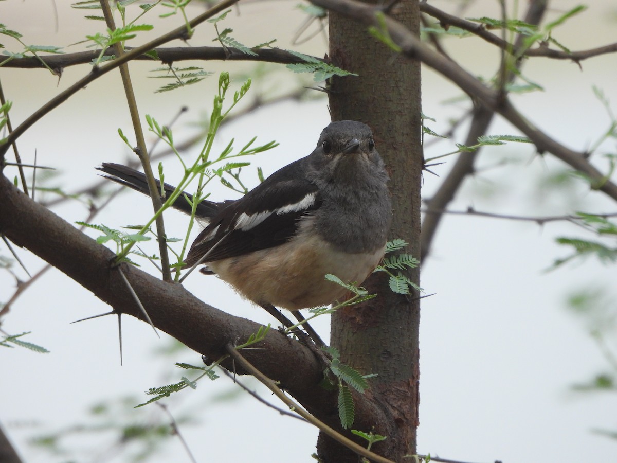 Oriental Magpie-Robin - ML620732304