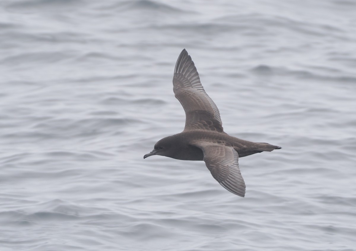 Puffin à bec grêle - ML620732307