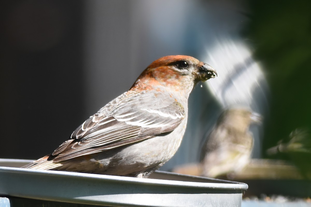 Pine Grosbeak - David Roberts