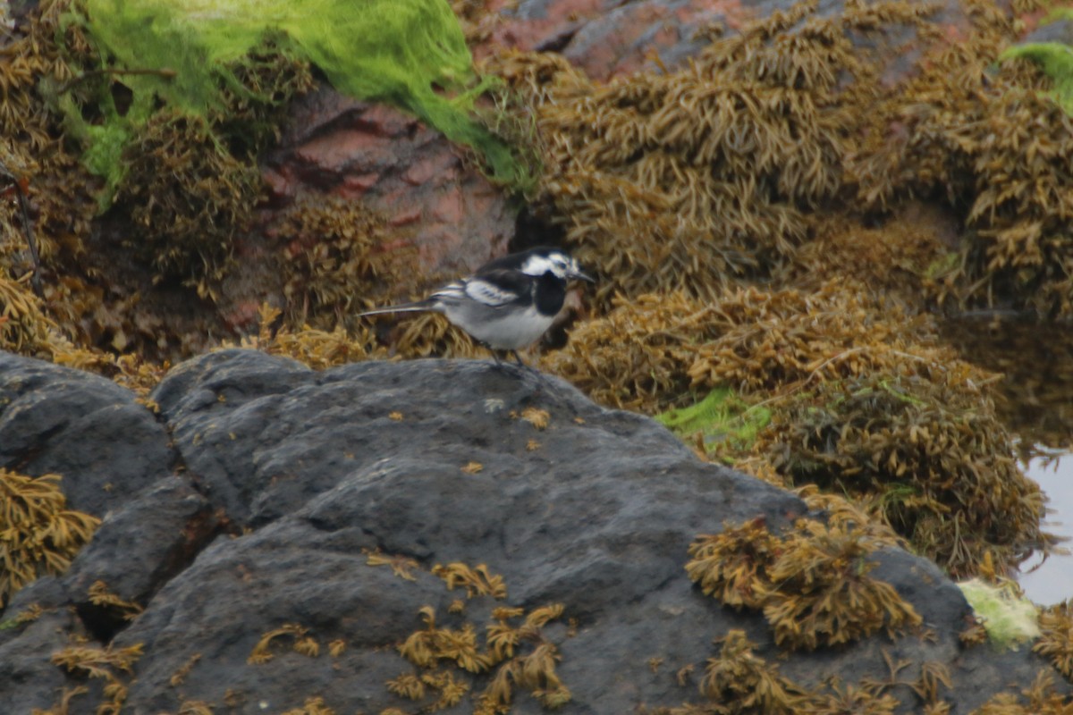 White Wagtail (British) - ML620732311