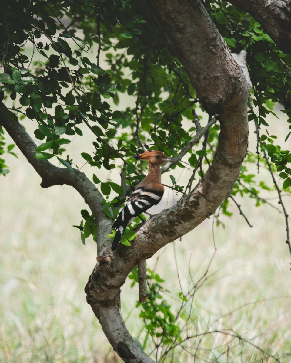 Eurasian Hoopoe - ML620732313