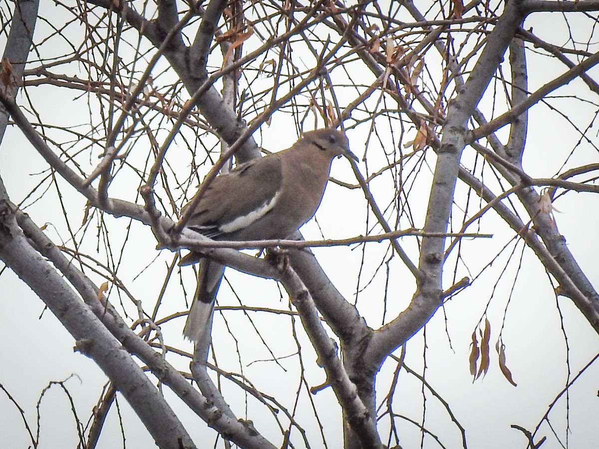 White-winged Dove - ML620732317