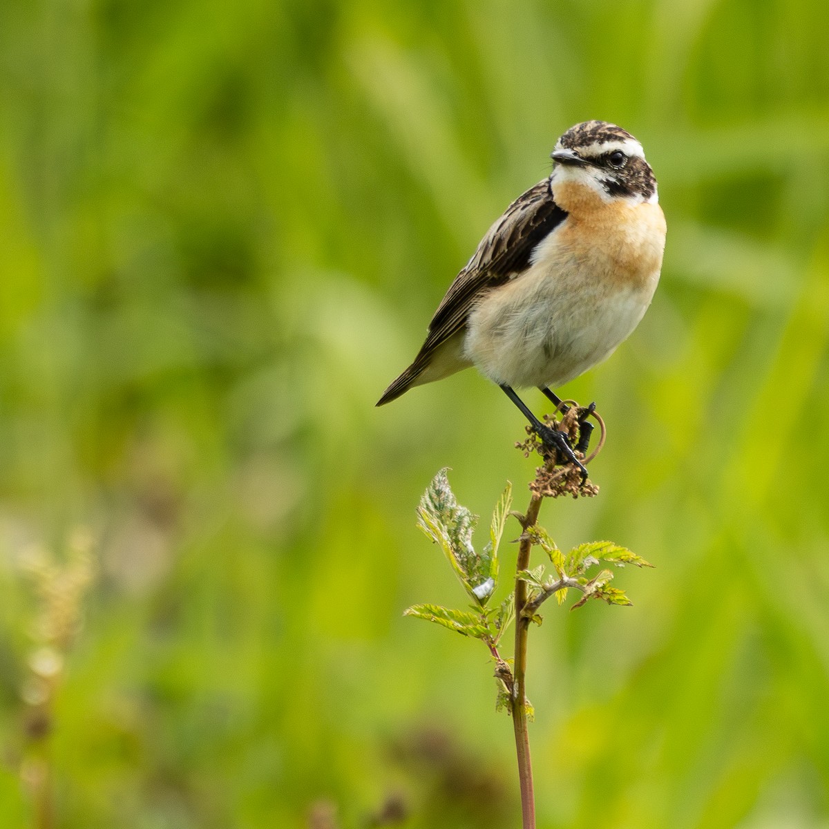 Whinchat - ML620732328