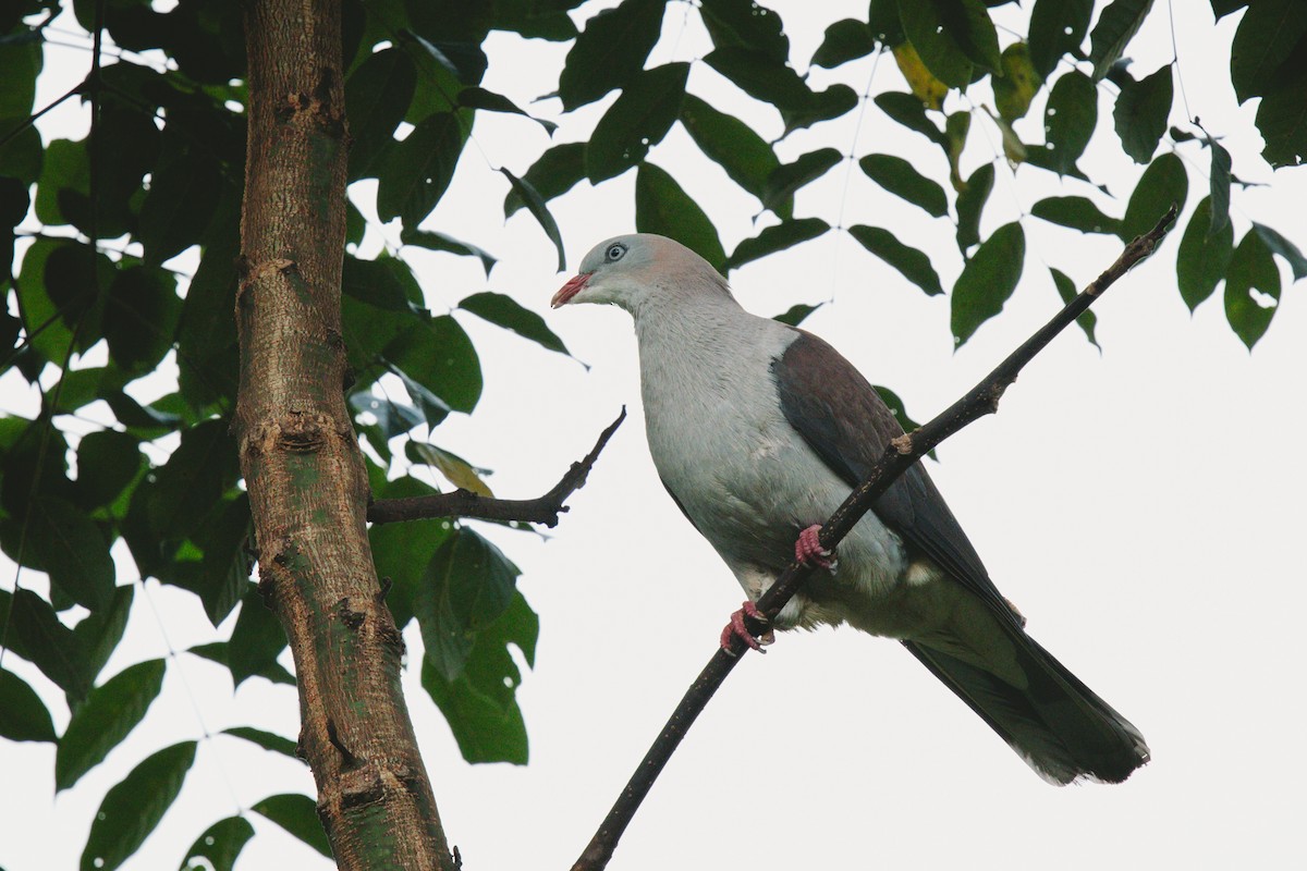 Dúcula Dorsicastaña - ML620732329