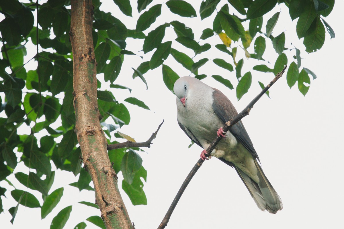 Mountain Imperial-Pigeon - ML620732331