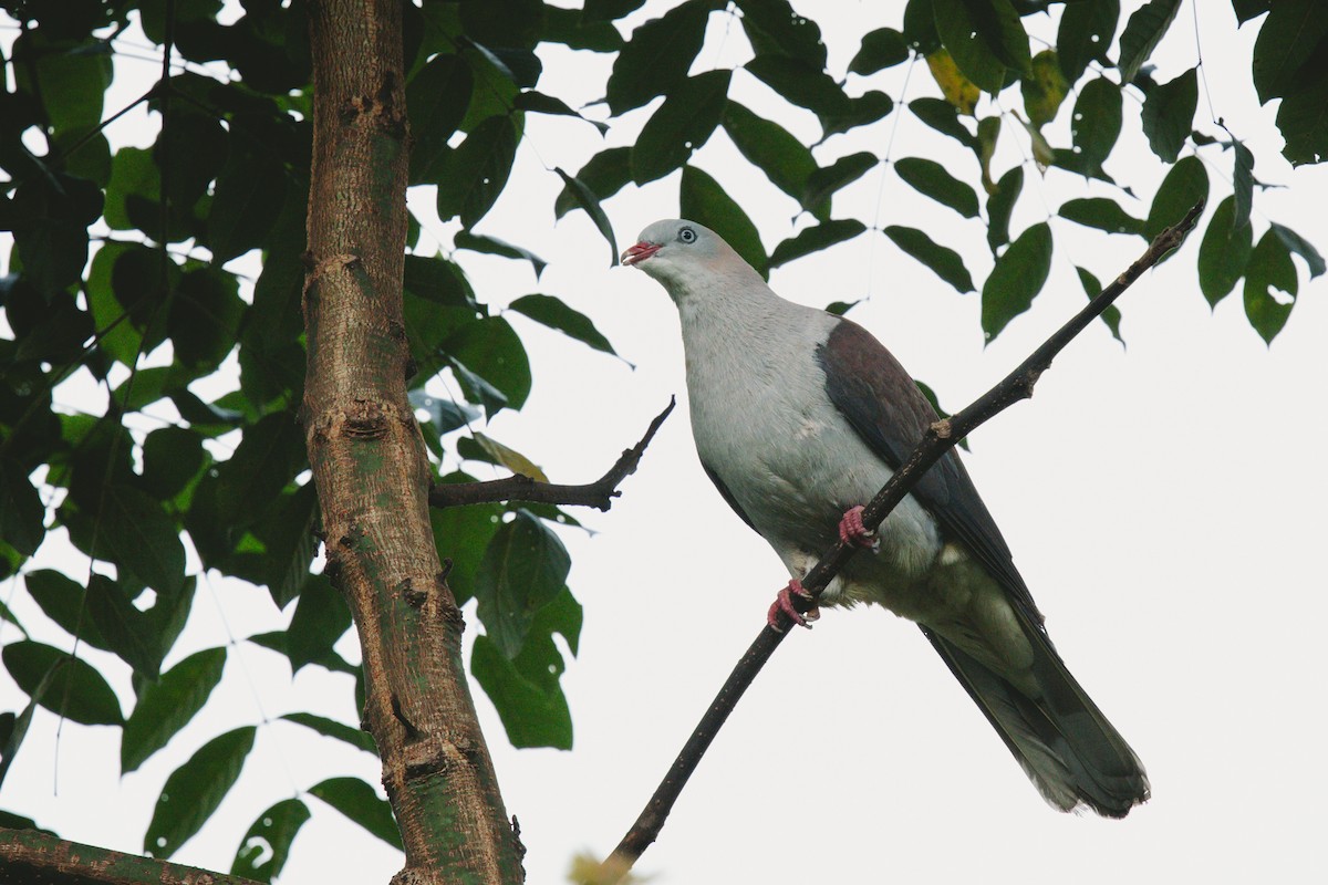 Mountain Imperial-Pigeon - Andrew Real